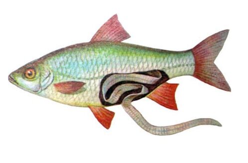Fisch als Ursache für die Infektion des Menschen durch Parasiten.