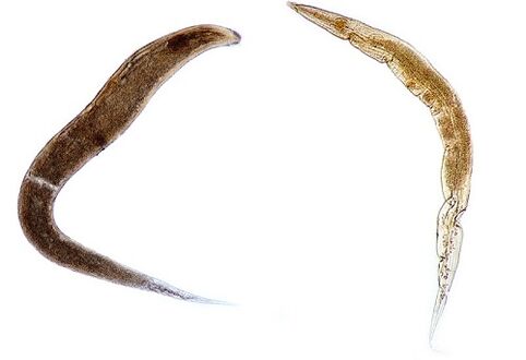 menschliche Madenwurmparasiten