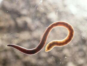 parasitärer Wurm des Menschen