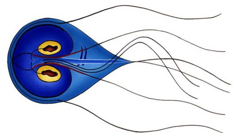 Giardia, ein Parasit des menschlichen Dünndarms