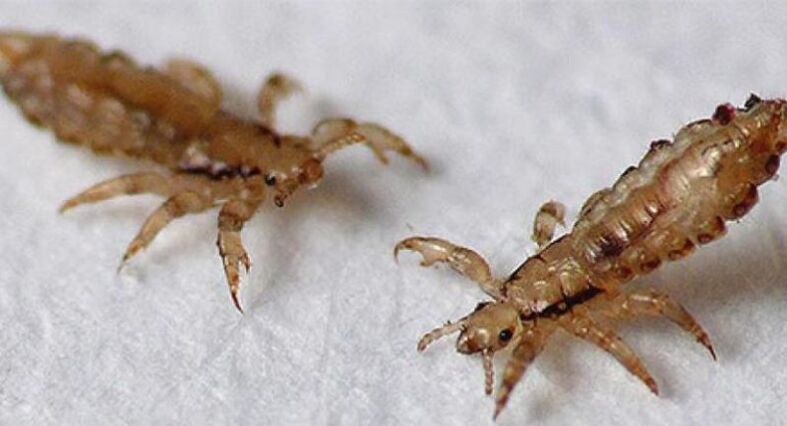 Läuse sind Ektoparasiten, die Läuse verursachen.